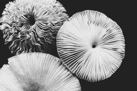 探秘奈须蘑菇的食疗功效和食用方法