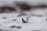 小贝壳不止是海里的瑰宝，还能用来做什么呢？