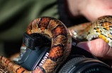 世界上最漂亮的蛇：伯氏花环蛇，真的很美