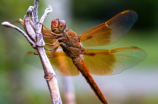 蜻的拼音和组词是什么意思？