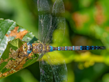 探秘生物奇观——蜻蜓幼虫