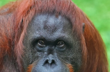 印尼猩猩：人类最亲近的动物