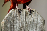 红子鸟：五颜六色的鸟界曼陀罗