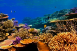 珊瑚是生物吗？